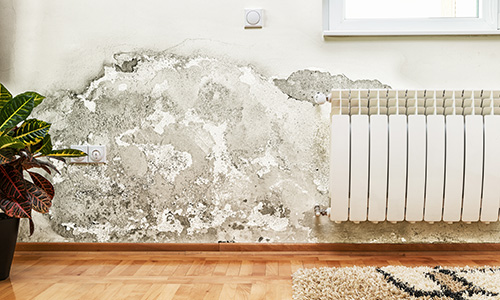 Mold Testing